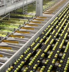Fruit and vegetable sorting machine using Geeplus solenoids